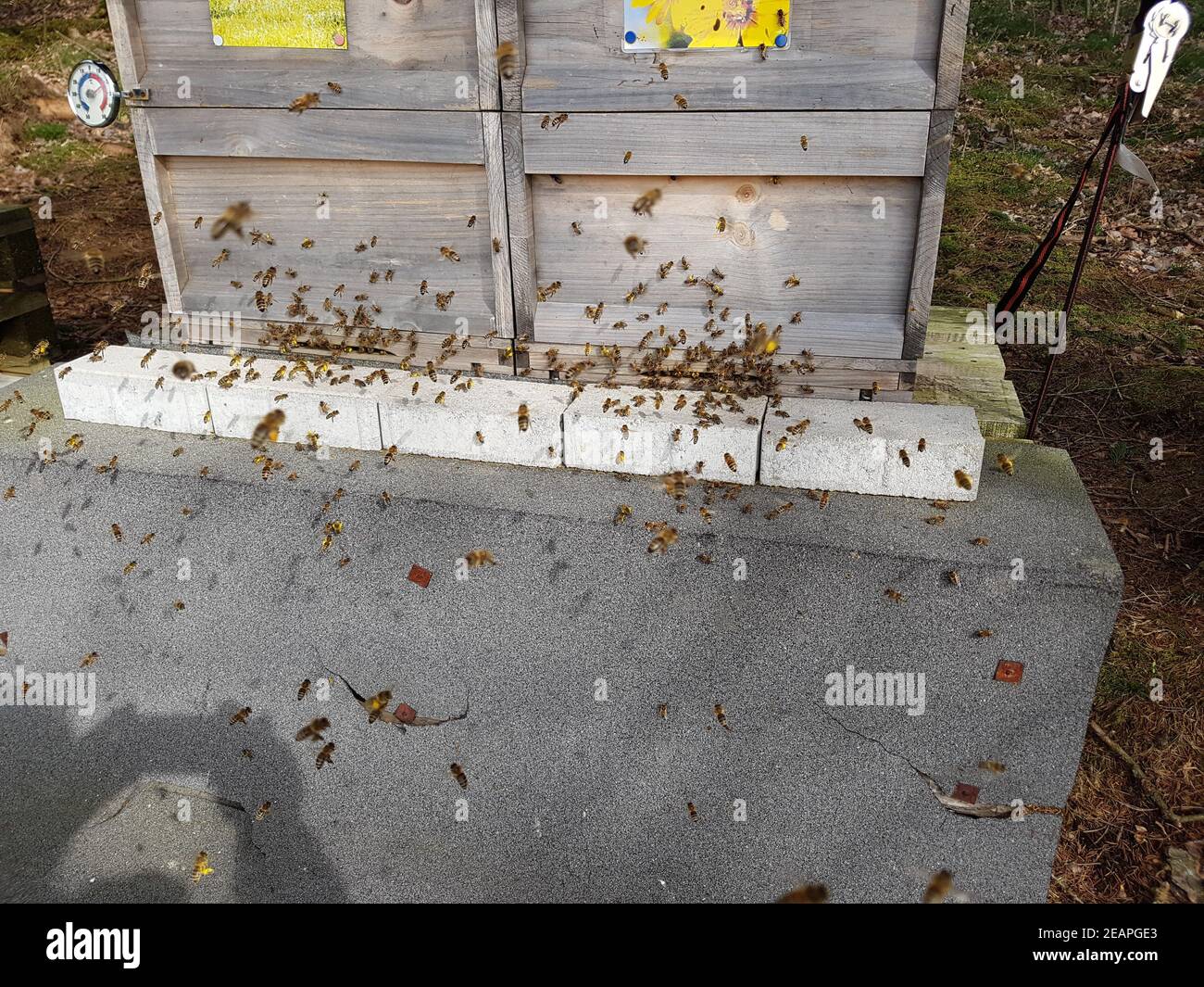 Bienen, Bienenstock, Apis  mellifera Stock Photo