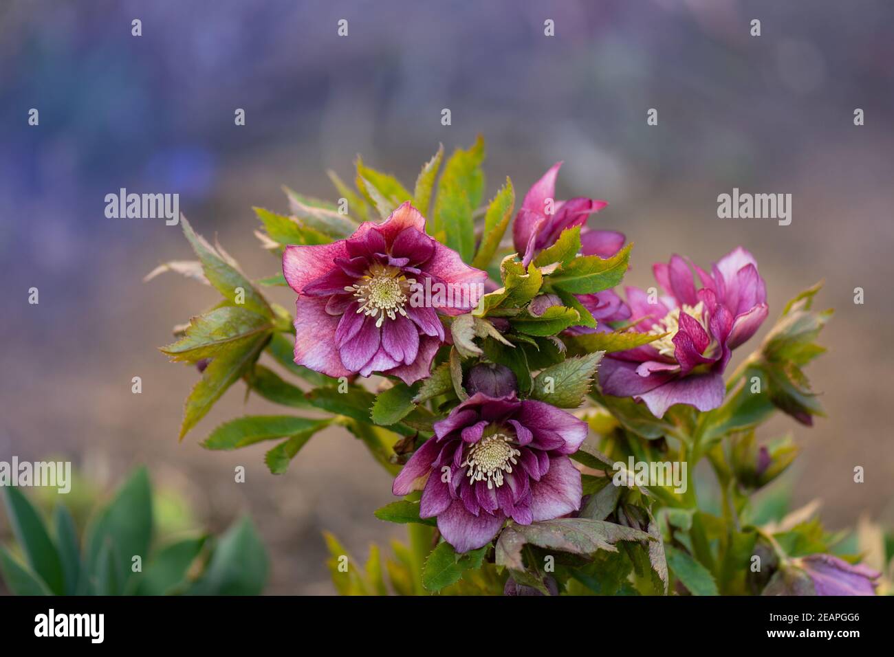 Lenten rose or hellebore flowers Double Ellen Picotee which naturally nod.  Densely double large Christmas rose flower blooms. Hellebores belonging to  Stock Photo - Alamy