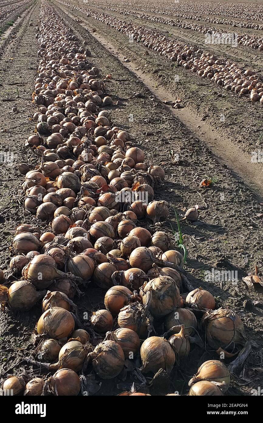 Onion harvest in Niedersachsen, Germany Stock Photo Alamy