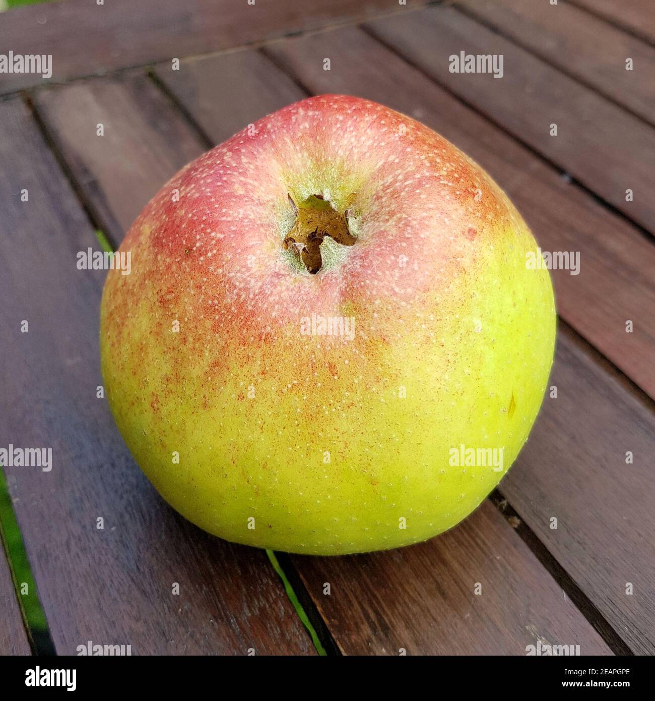 Altlaender Pfannkuchen, Alte Apfelsorten, Apfel, Malus, domestica Stock Photo