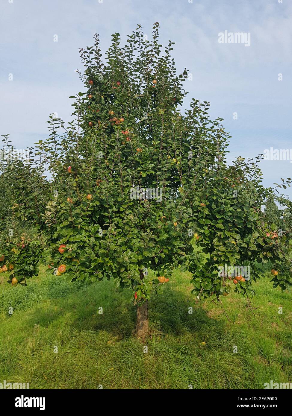 Altlaender Pfannkuchen, Alte Apfelsorten, Apfel, Malus, domestica Stock Photo
