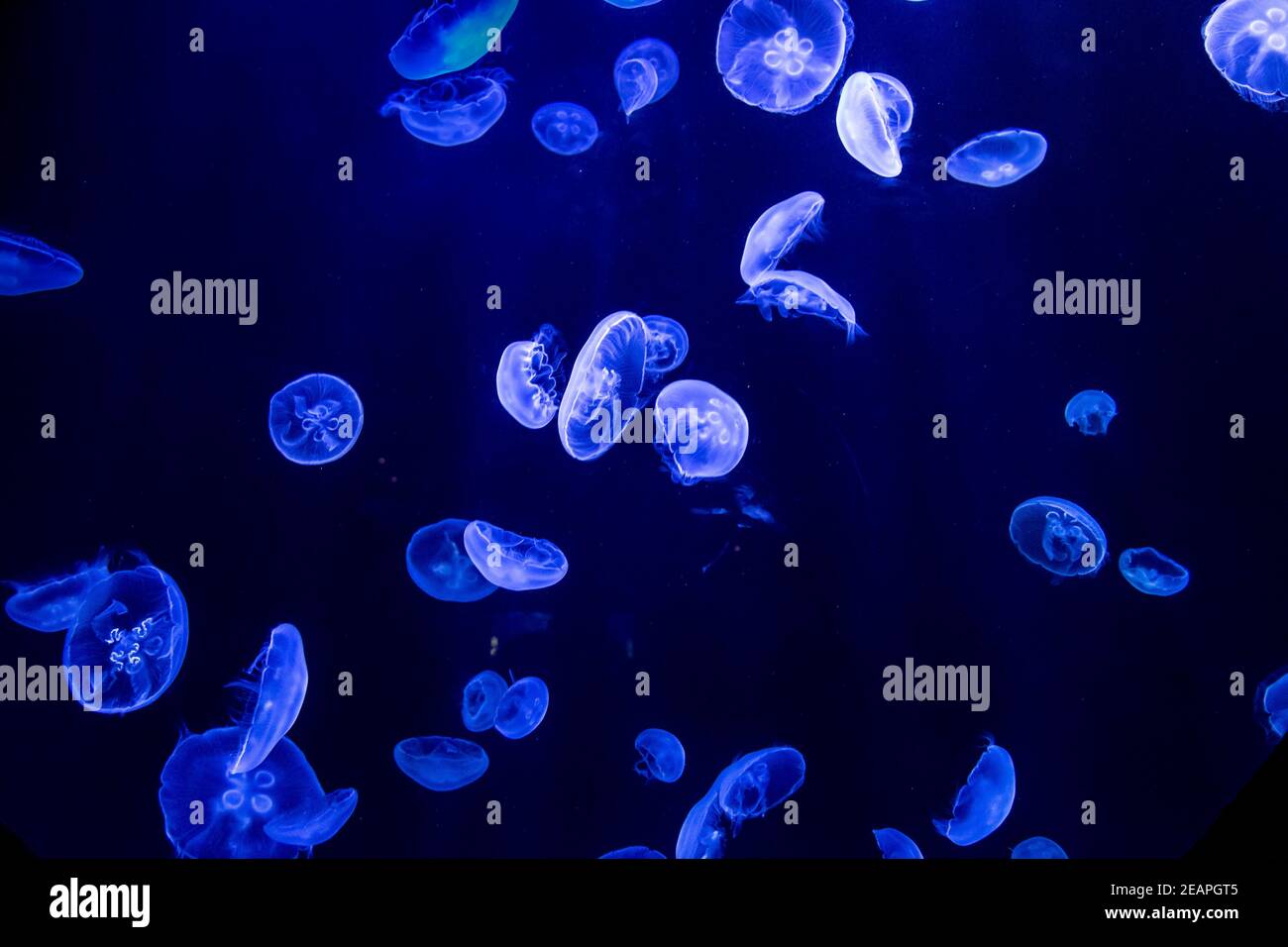 Jellyfish are swimming in deep blue water Stock Photo - Alamy