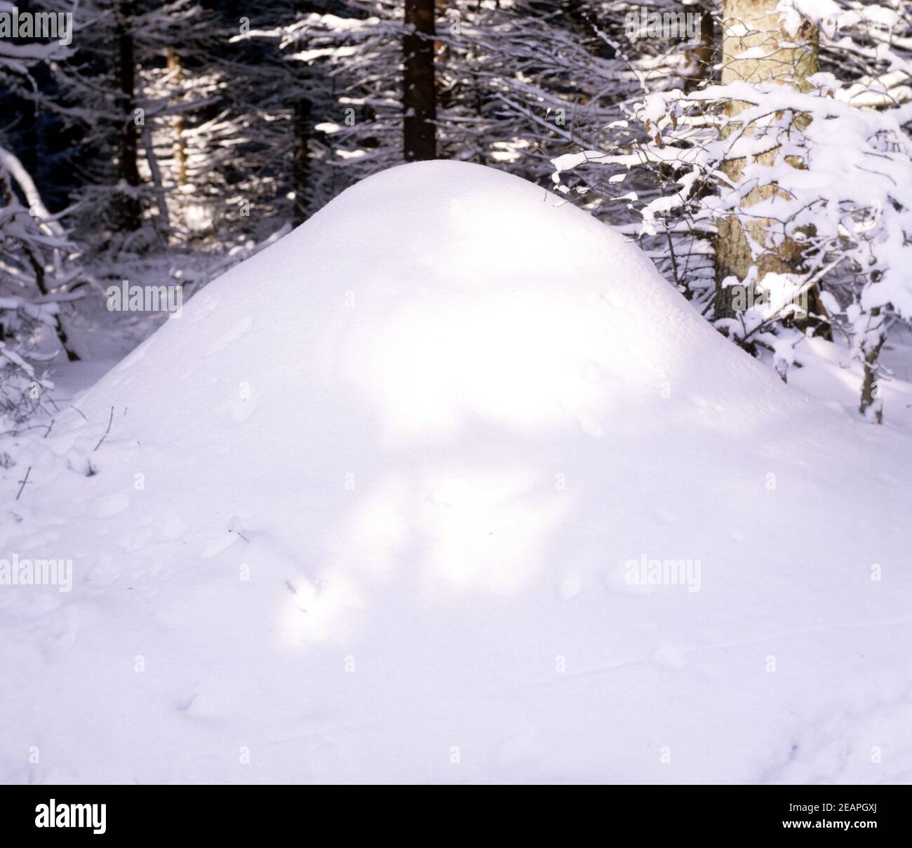 Ameisenhaufen, Winter Stock Photo