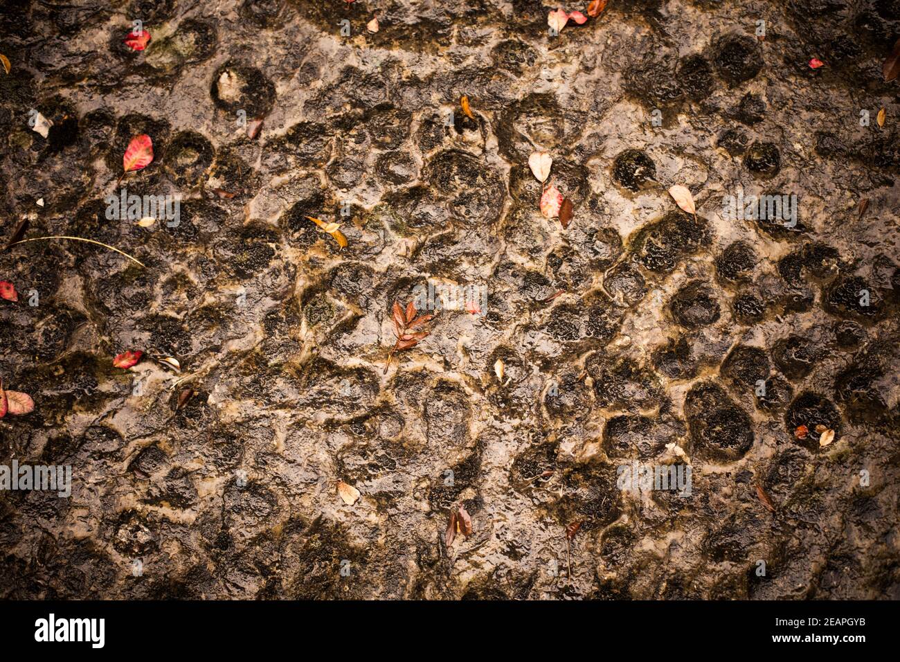 Limestone rock, with holes, autumn leaves and wet Stock Photo Alamy