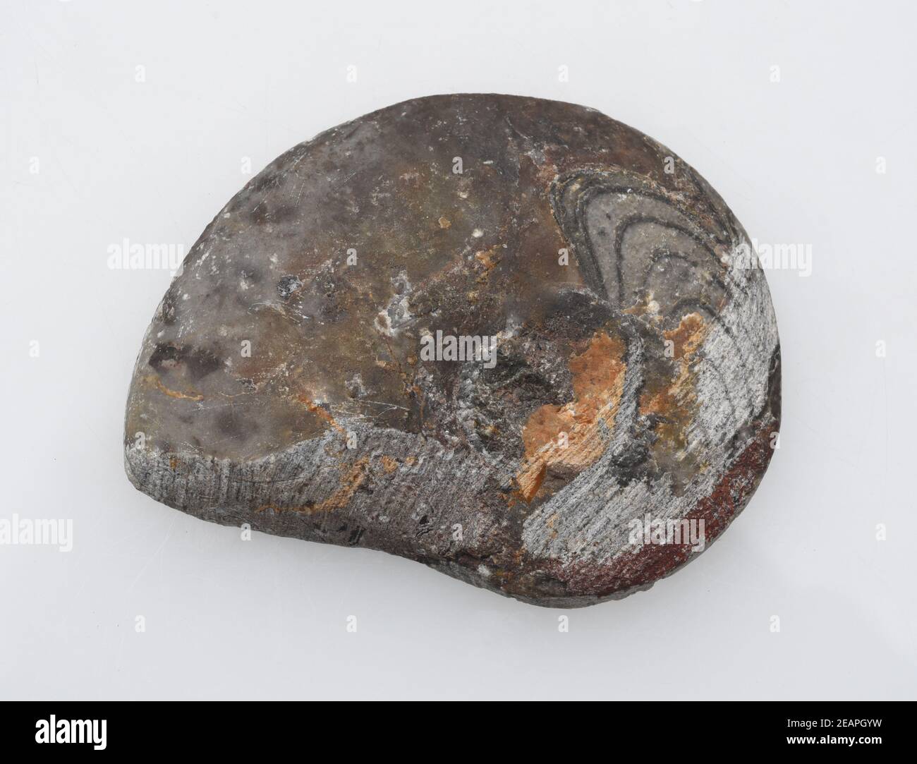 Ammonit, Fossil, Sagittalschnitt Stock Photo