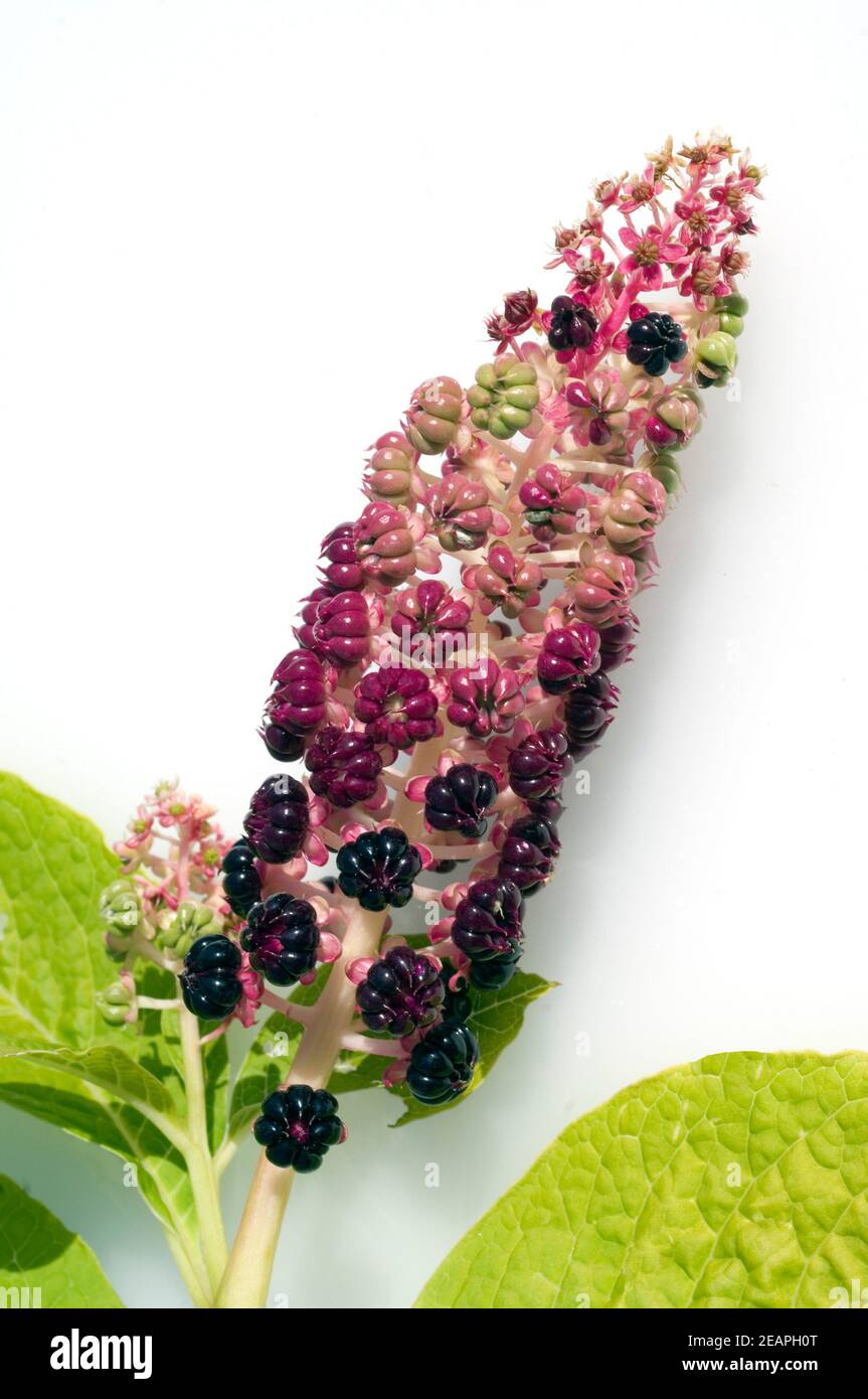 kermesbeeren  Amerikanische kermesbeere  phytolacca americana Stock Photo