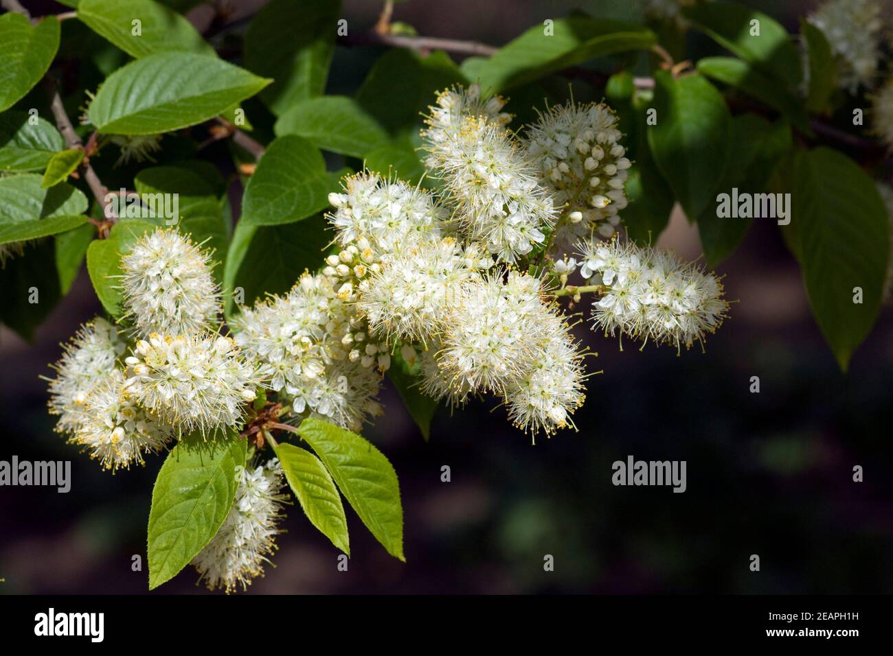 Amur-Traubenkirsche, Prunus maackii Stock Photo