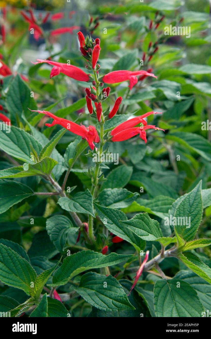 Ananassalbei Salvia elegans Stock Photo - Alamy