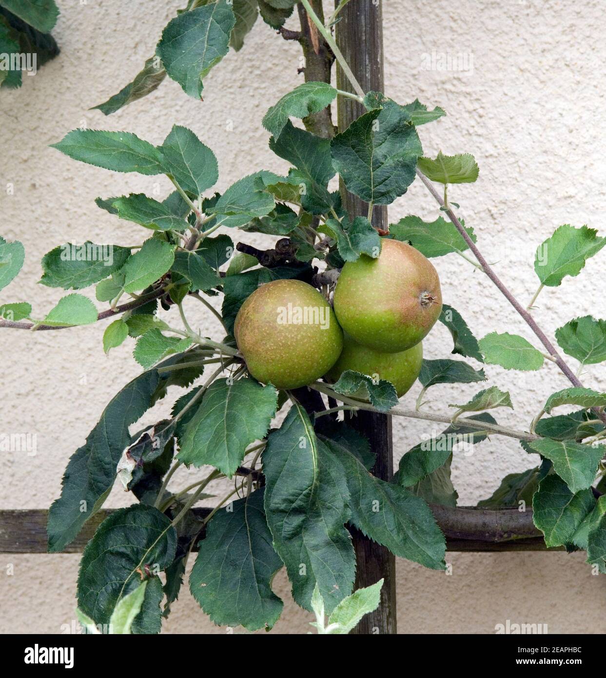 Apfel; Duelmener Rosenapfel Stock Photo