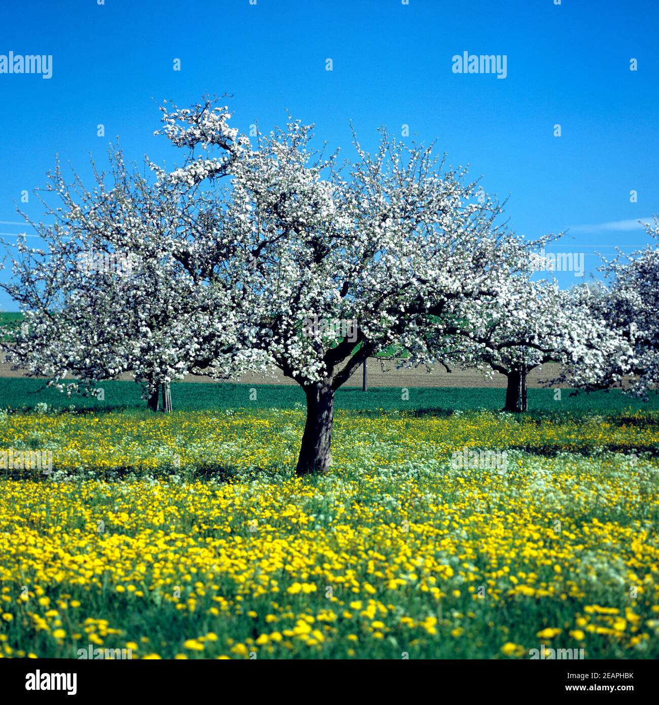 Apfelbaum, Apfelbluete Stock Photo