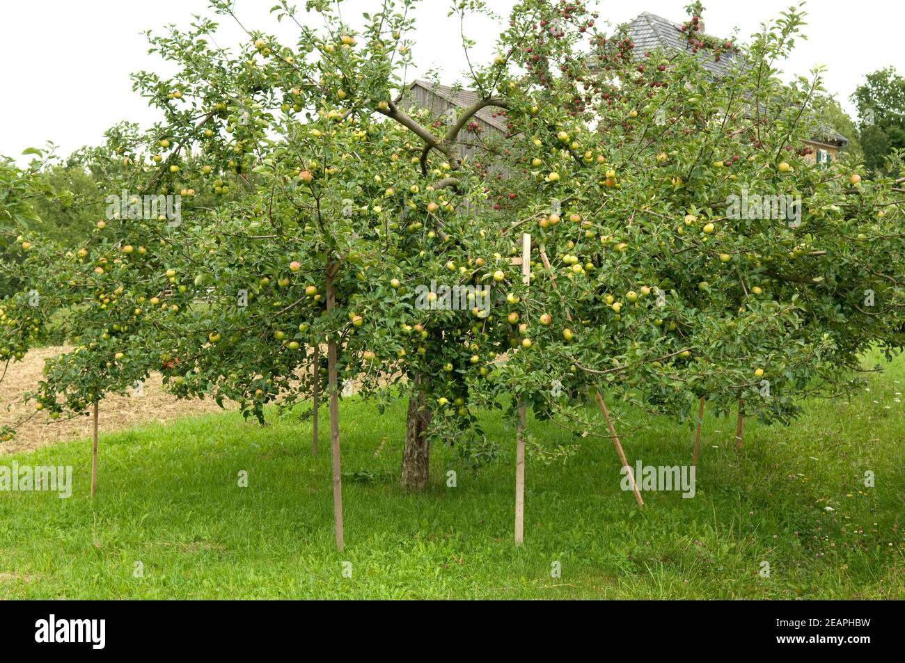 Apfelbaum, Aeste, abgestuetzt Stock Photo - Alamy