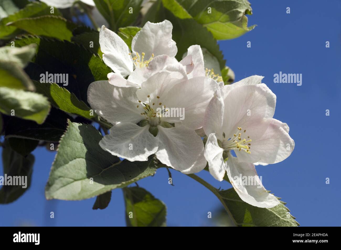 Apfelblueten Stock Photo