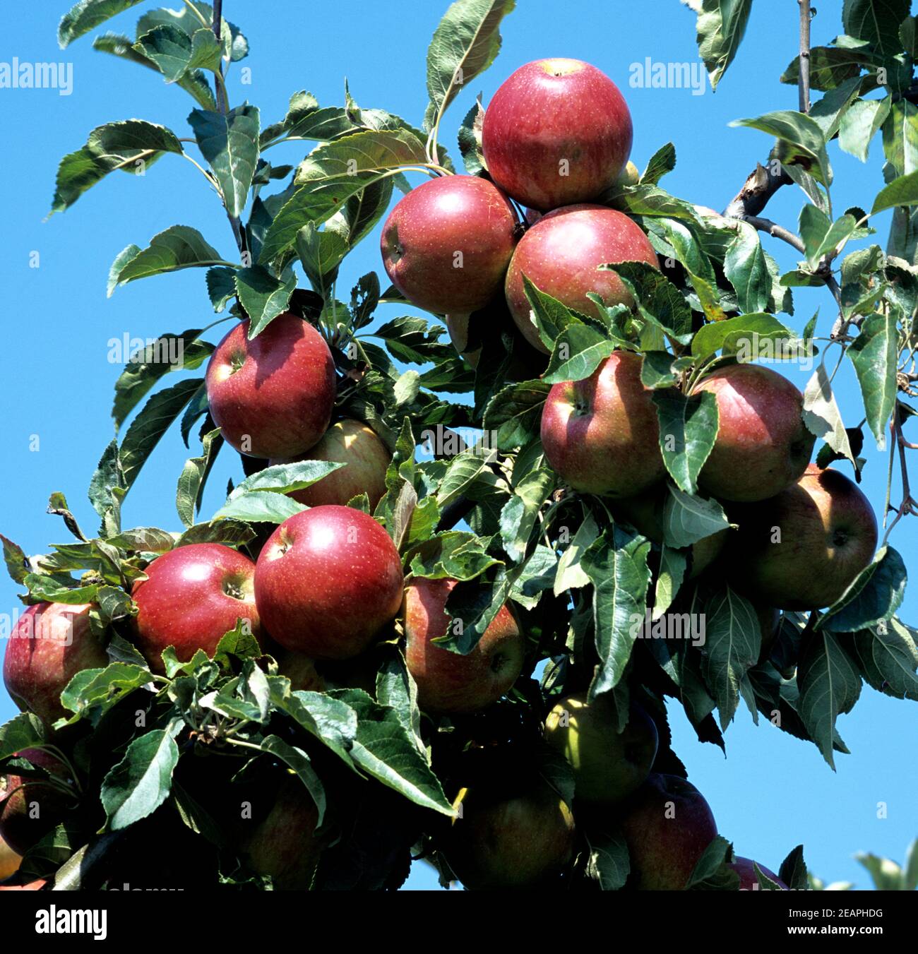 Apfelbaum pflanzen hi-res stock photography and images - Alamy