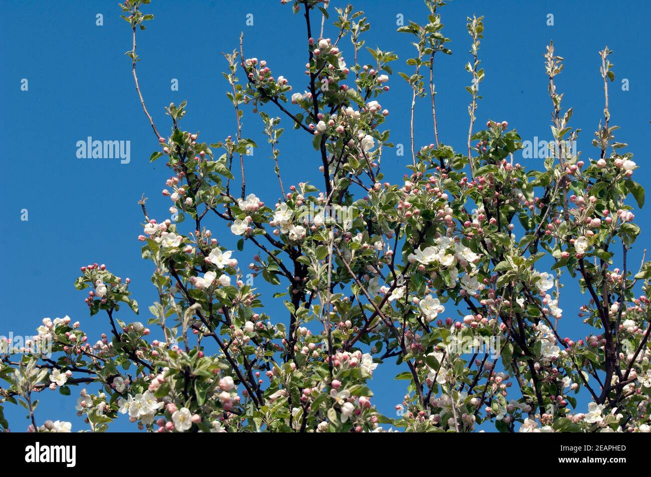 Apfelblueten  Malus Stock Photo