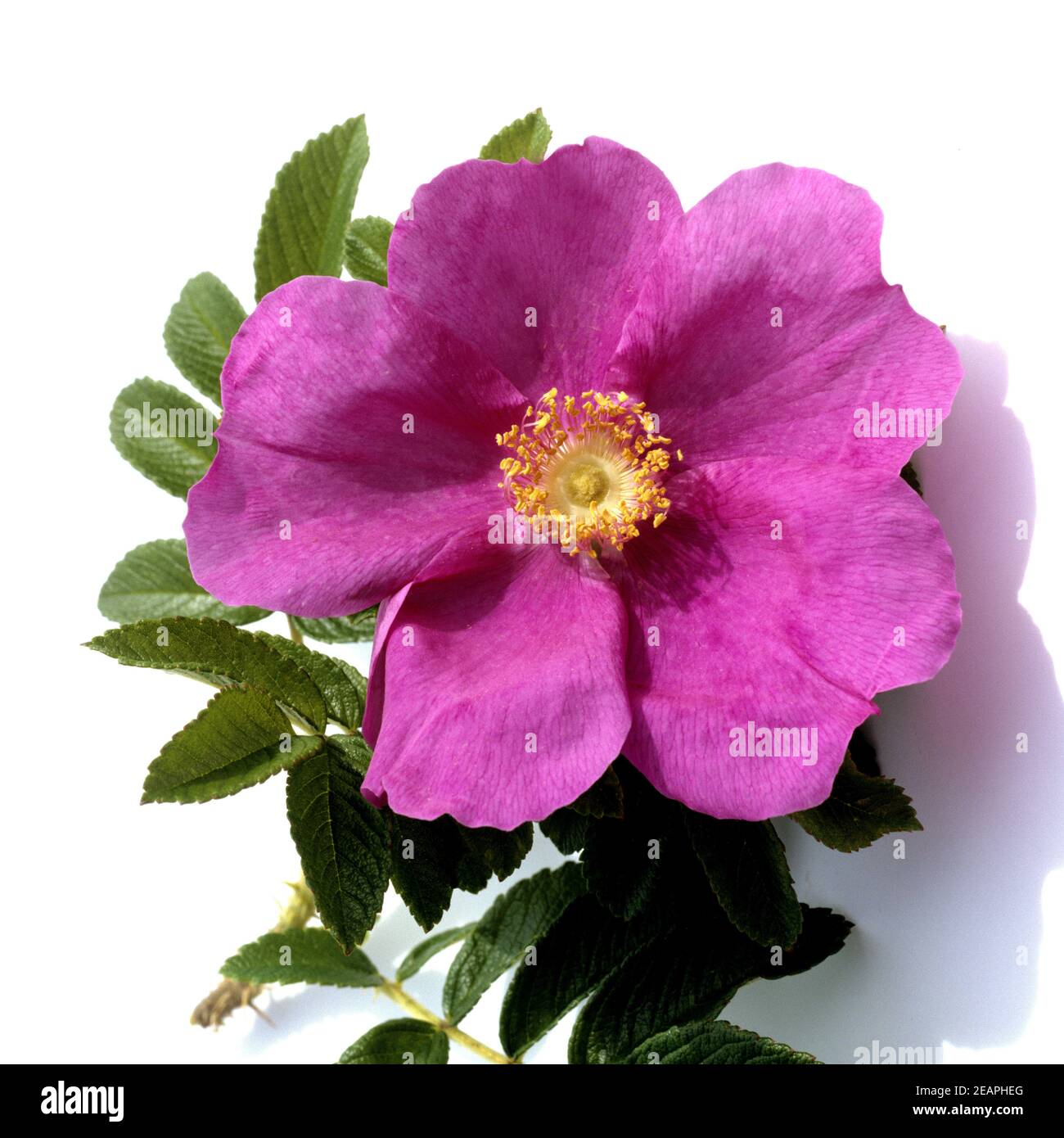 Apfelrose, Rosa villosa Stock Photo