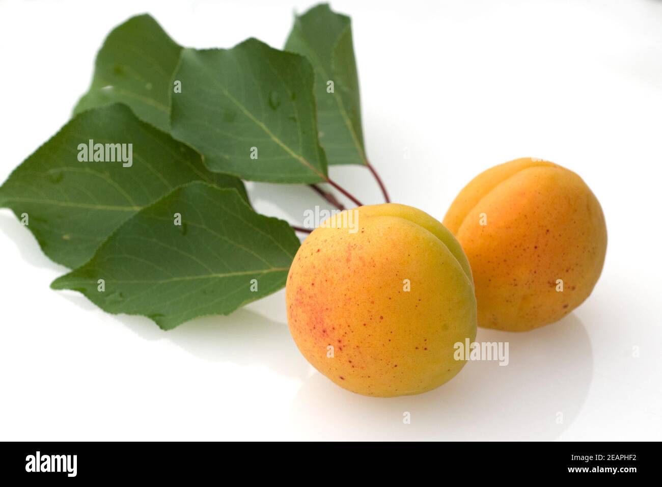 Aprikose, Prunus armeniaca Stock Photo