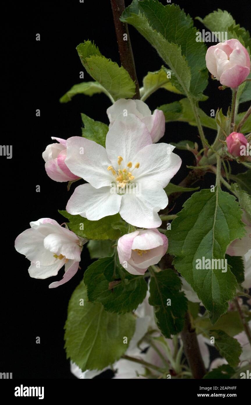 Apfelbluete, Malus domestica Stock Photo