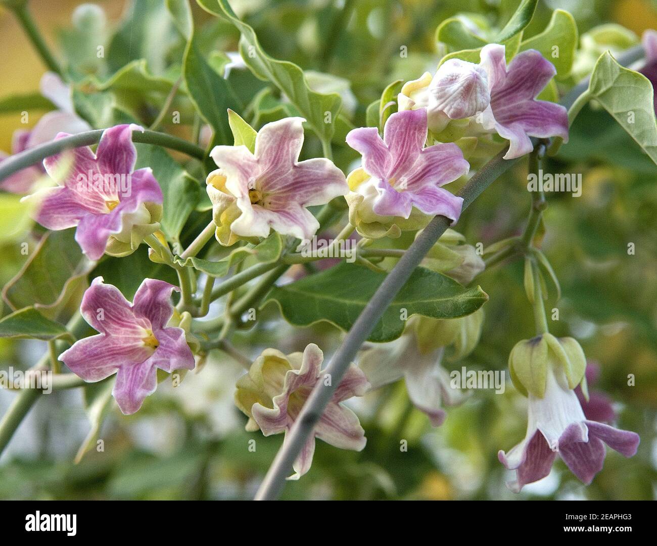 Araujia sericifera hi-res stock photography and images - Alamy