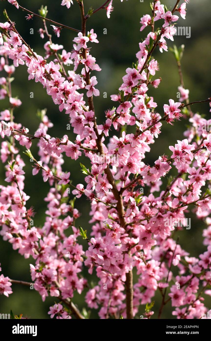 Aprikosenbluete, Prunus Stock Photo