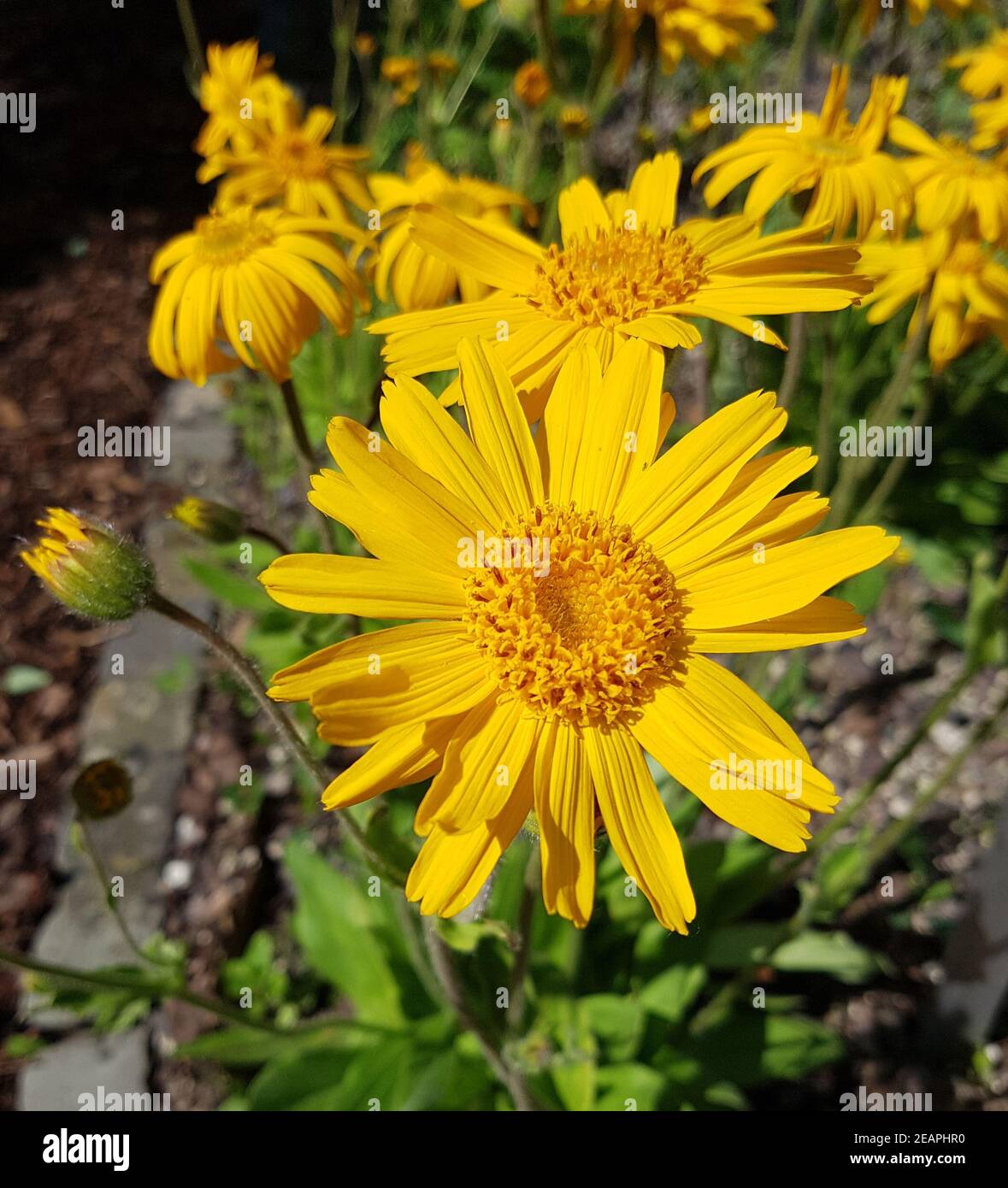 Arnika Arnica, montana, Heilpflanze Stock Photo Alamy