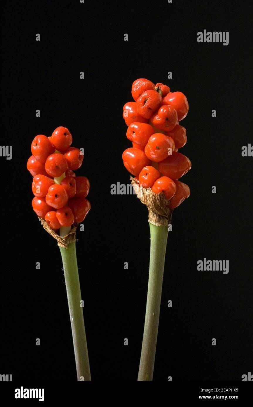 Aronstab  Fruchtstand  Aurum Italicum Stock Photo