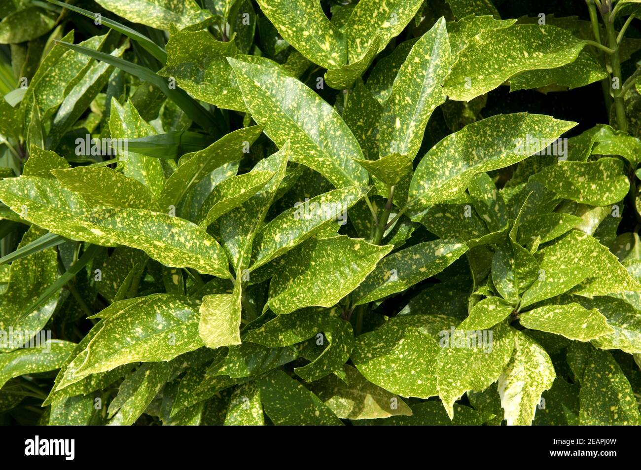 Aucuba japonica hi-res stock photography and images - Alamy