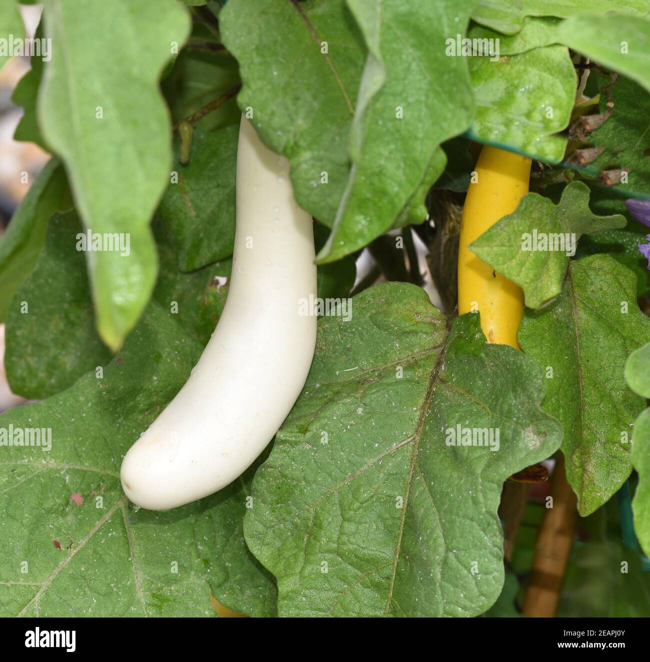 Aubergine, Solanum, melongena, Gretel F1 Stock Photo