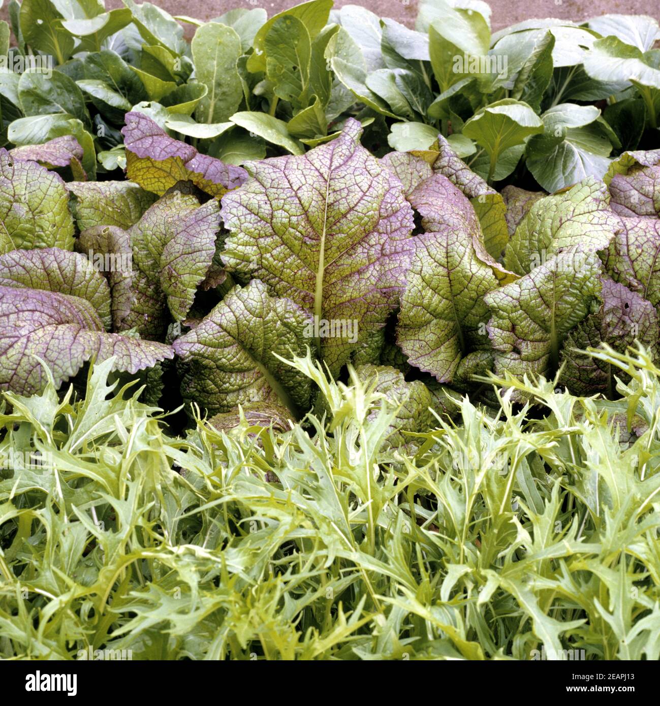 Asia-Salat Green Boy Red Giant Mizuna Early Stock Photo - Alamy