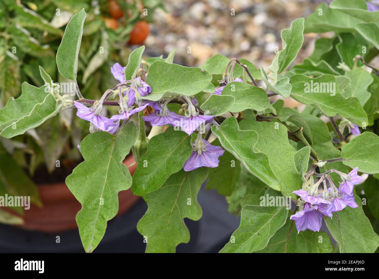 Aubergine, Solanum, melongena, Gretel F1 Stock Photo
