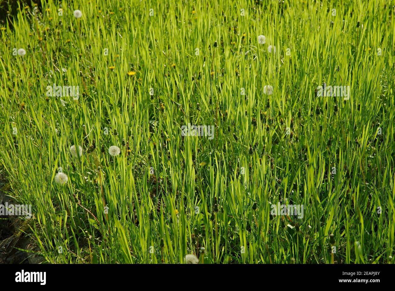 Macro grass hi-res stock photography and images - Alamy