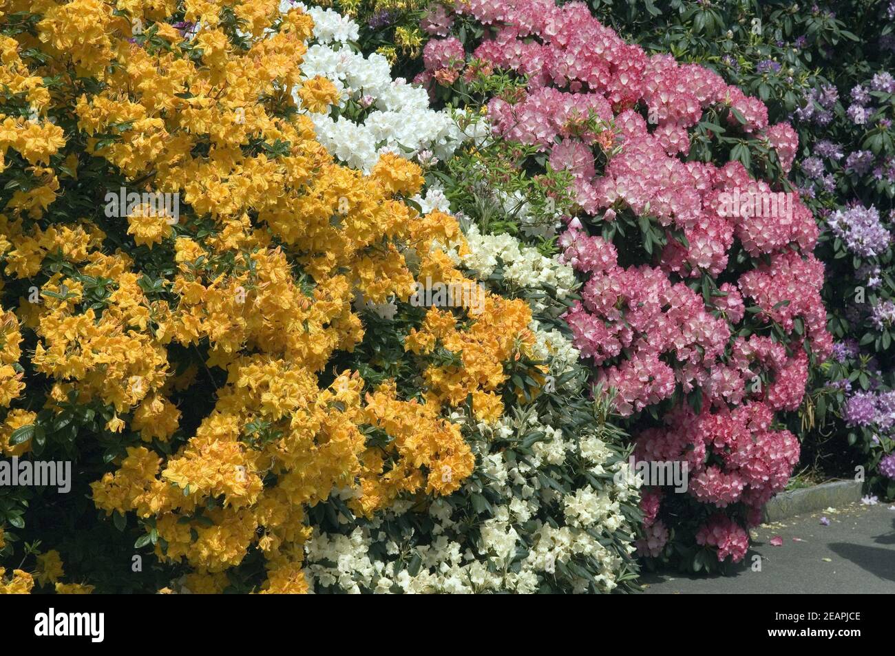 Azaleen, Rhododendron Stock Photo