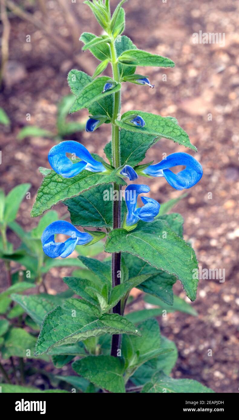 Azursalbei, Salvia patens, Mexikanischer, Azur-Salbei, Offenbluetige Salbei, Salvia azurea, Heilpflanzen, Kraeuter, - Stock Photo