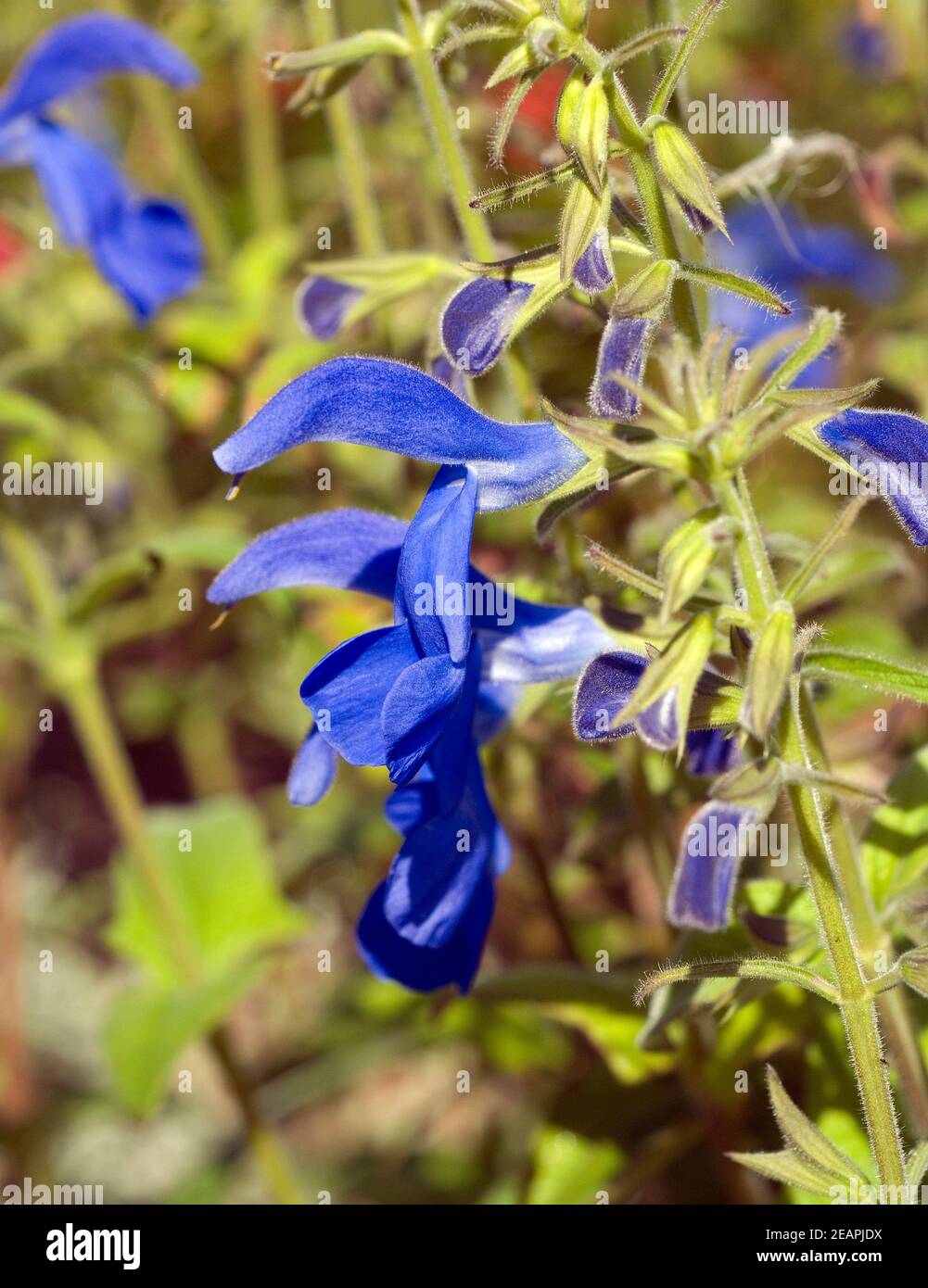 Azursalbei; Salvia patens Stock Photo