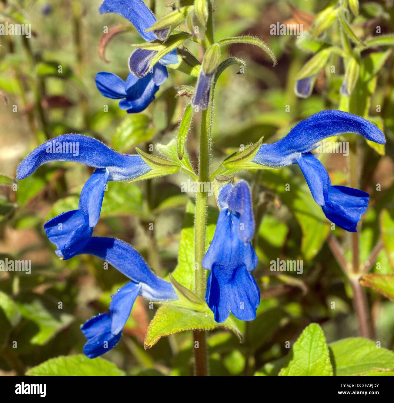 Azursalbei; Salvia patens Stock Photo