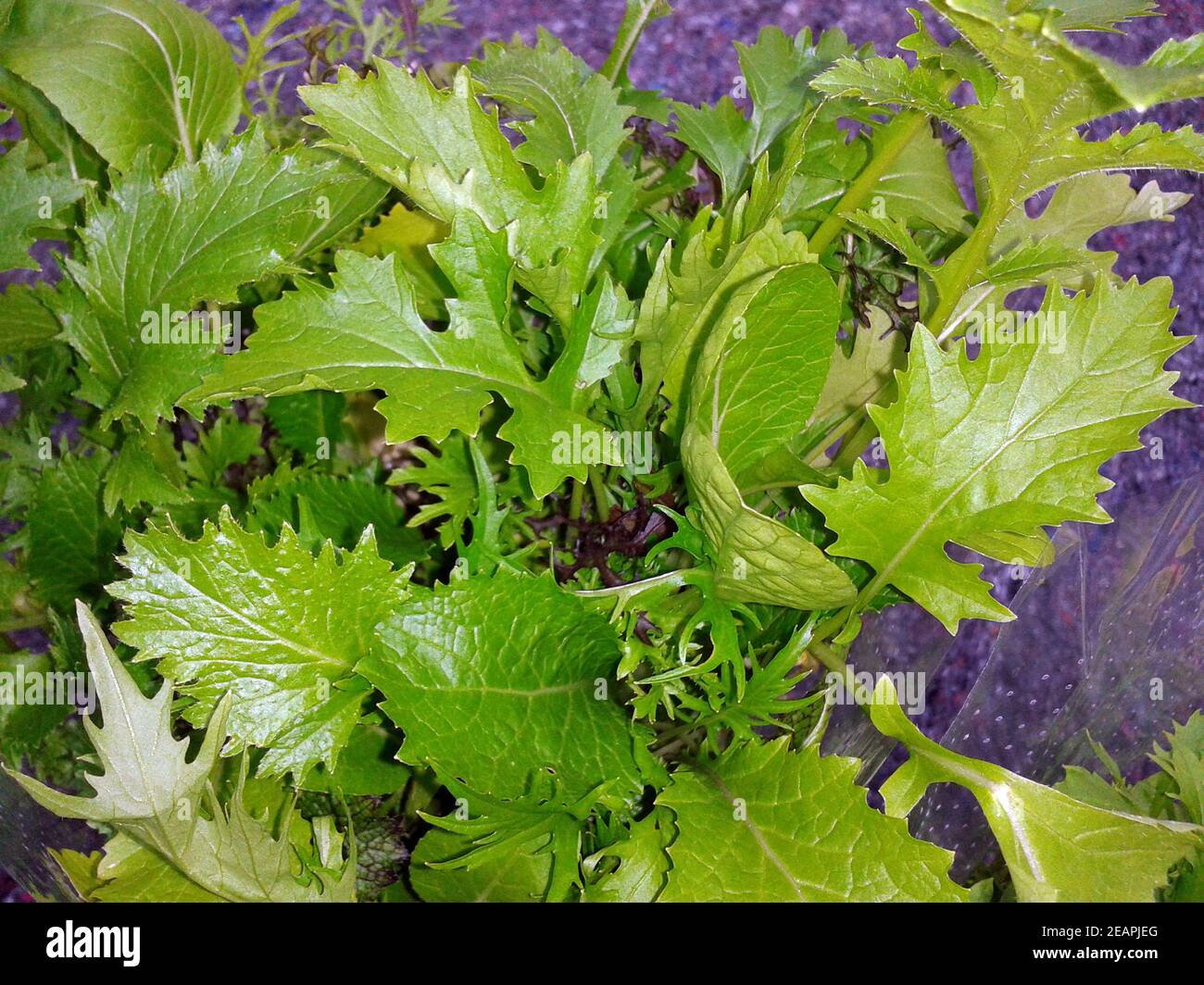 Babyleaf, Salat, Schnittsalat Stock Photo