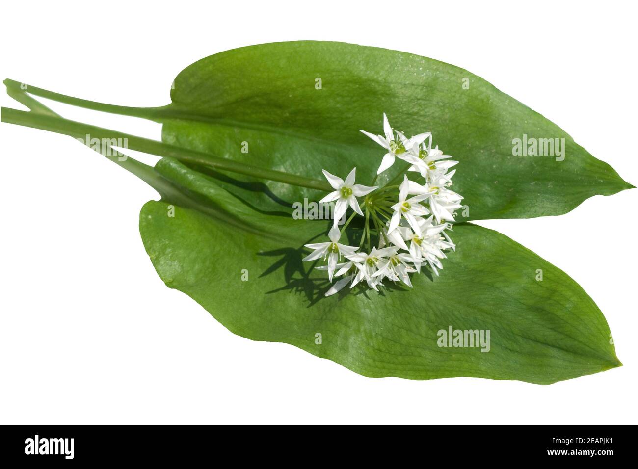 Baerlauch; Allium; ursinum; Zwiebelpflanze; Stock Photo
