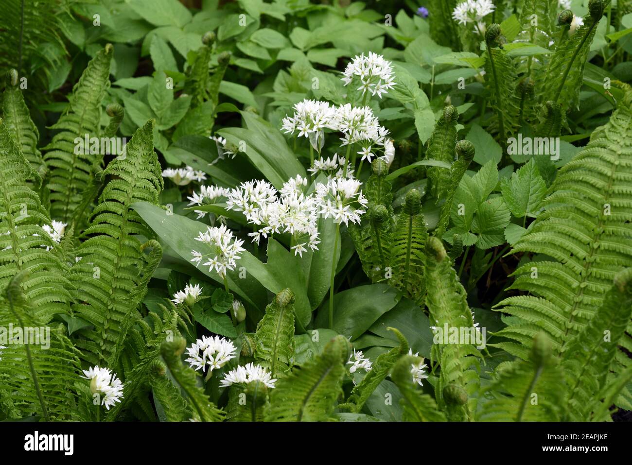 Baerlauch, Allium, ursinum Stock Photo