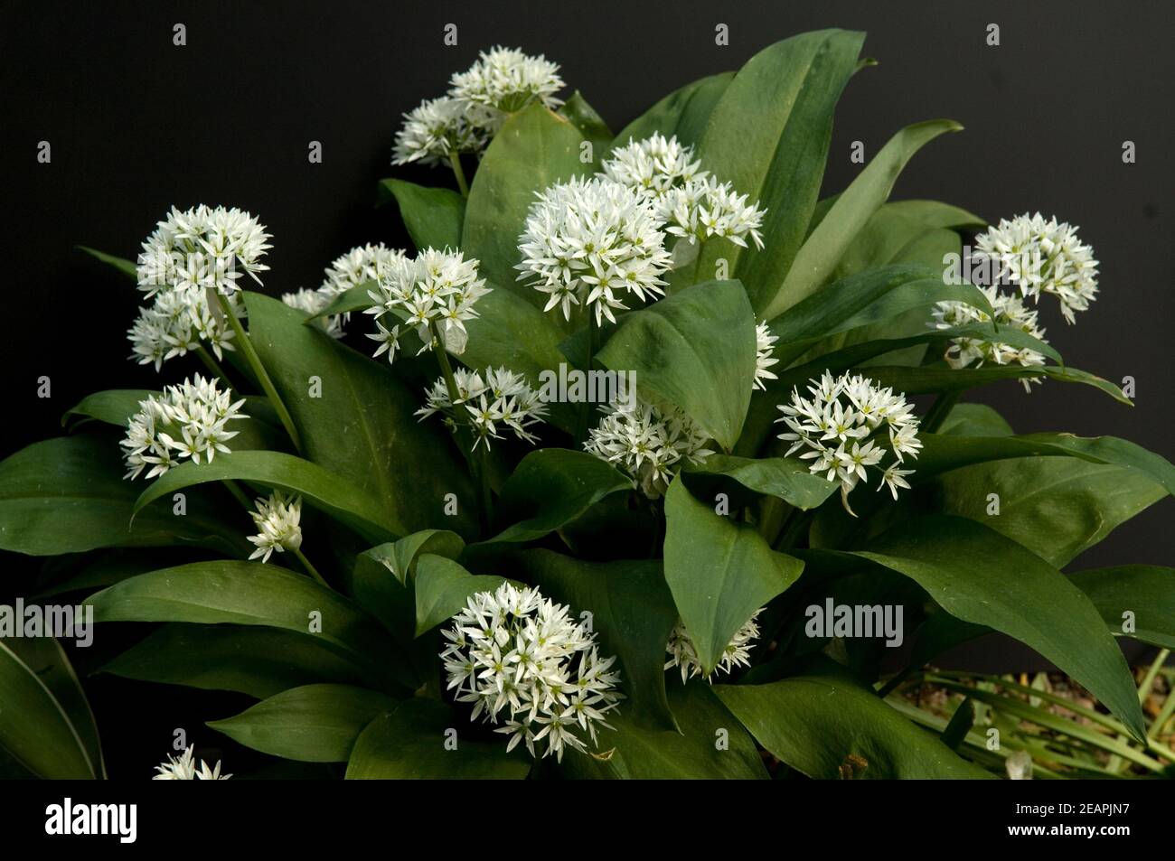 Baerlauch  Allium ursinum Stock Photo
