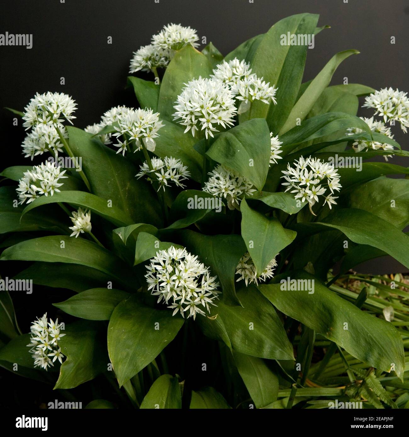 Baerlauch, Allium, ursinum, Zwiebelpflanze, Wildkraeuter, Wildgemuese, Stock Photo