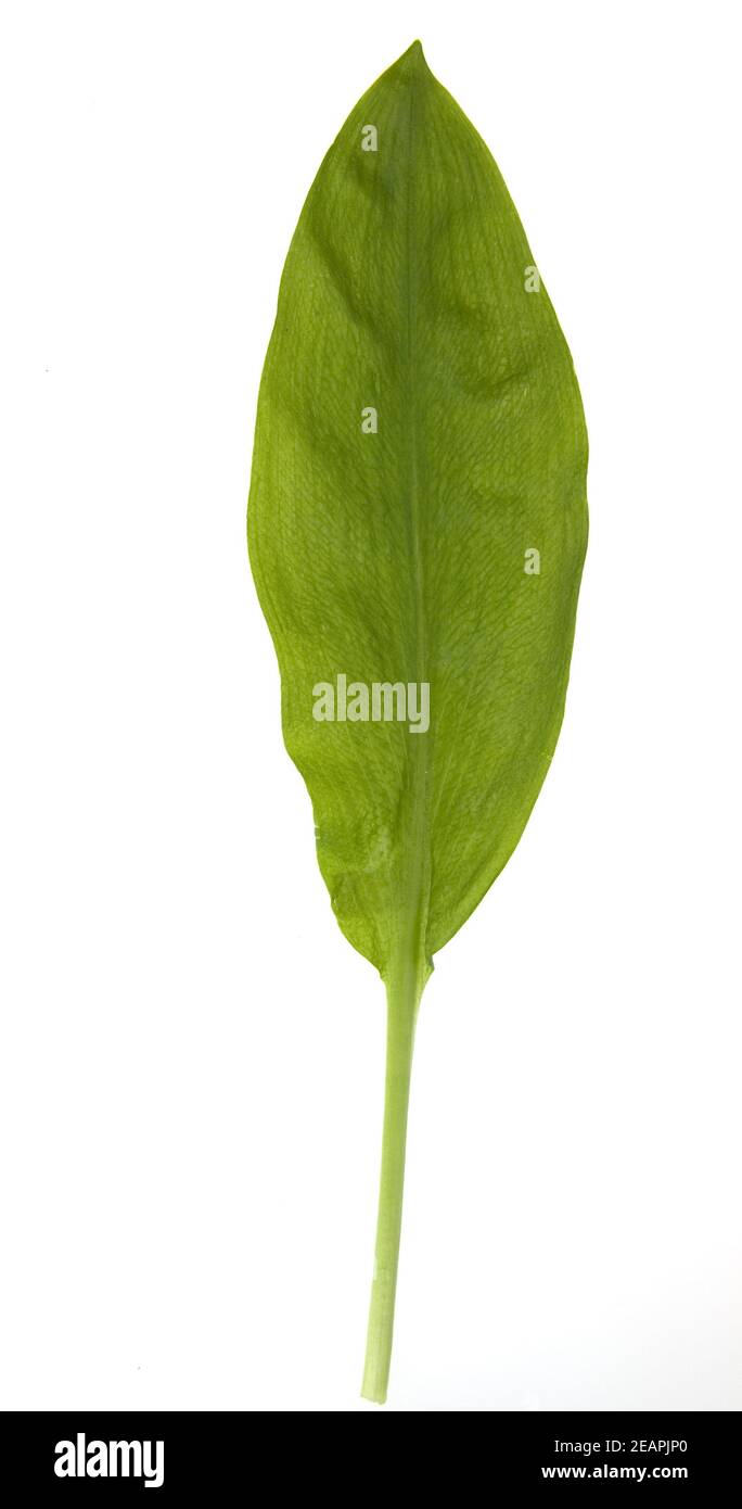 Baerlauch, Allium, ursinum Stock Photo