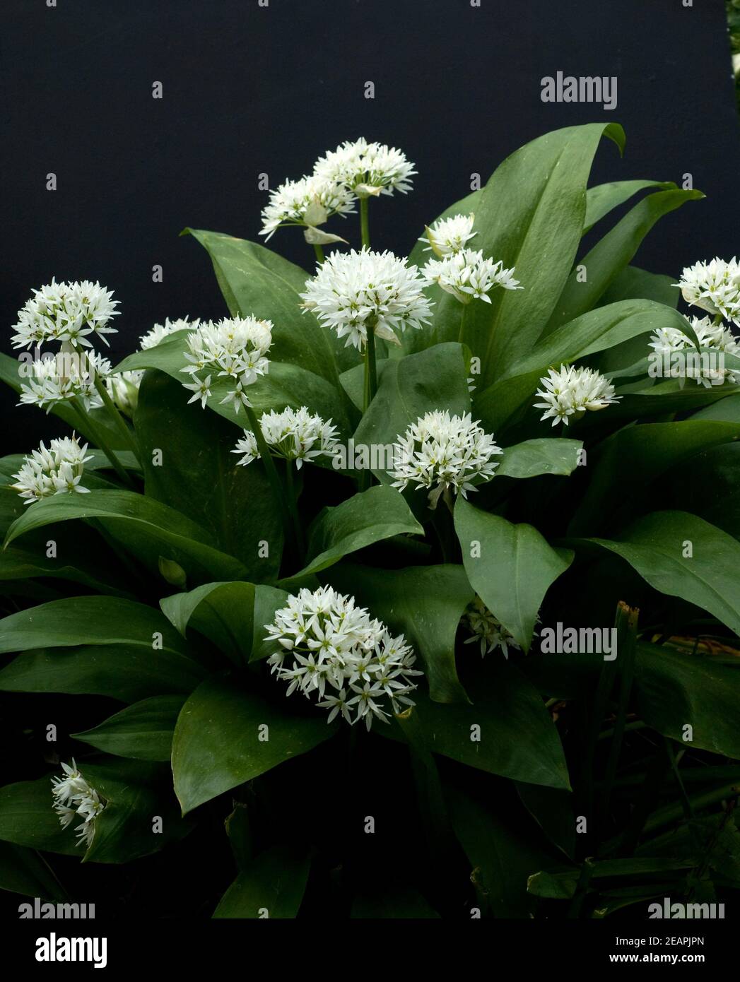 Baerlauch  Allium ursinum Stock Photo
