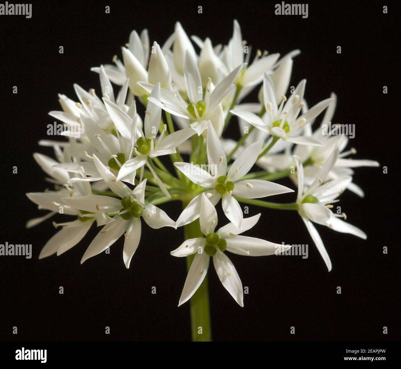 Baerlauch, Allium, ursinum, Zwiebelpflanze, Wildkraeuter, Wildgemuese, Stock Photo