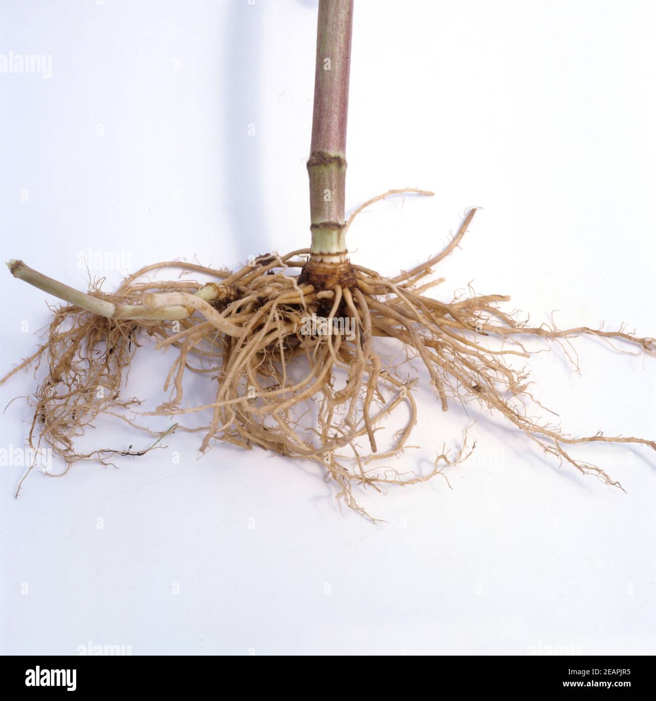Baldrianwurzel  Baldrian  Valeriana officinalis Stock Photo