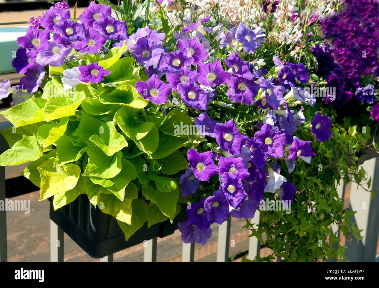 Balkonblumen, Surfina, Suesskartoffel Stock Photo - Alamy