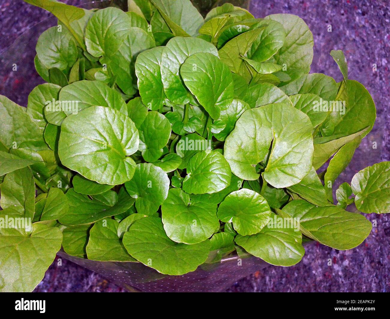 Barbarakraut, Barbarea, vulgaris, Asia-Salat Stock Photo