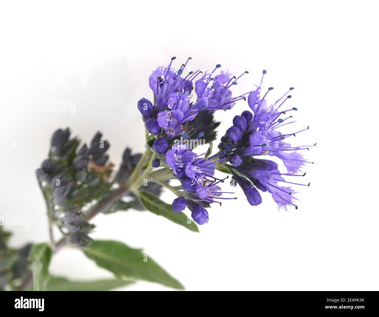 Caryopteris x clandonensis hi-res stock photography and images - Alamy