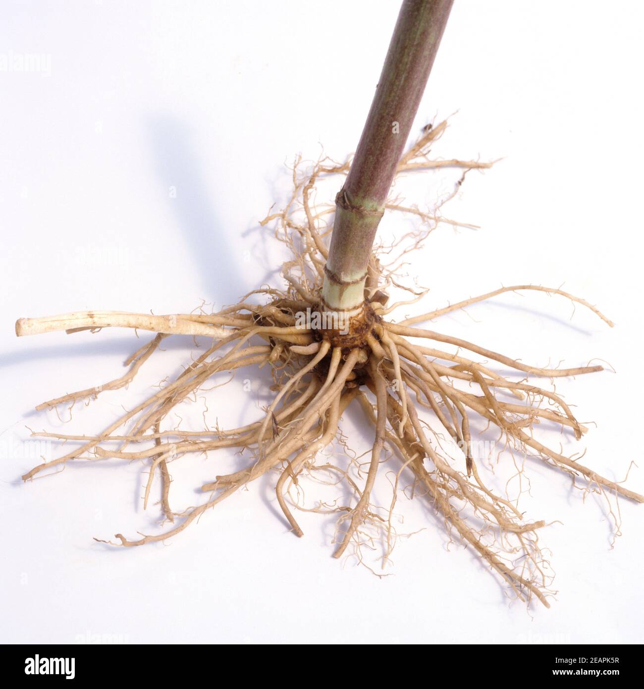 Baldrianwurzel  Baldrian  Valeriana officinalis Stock Photo