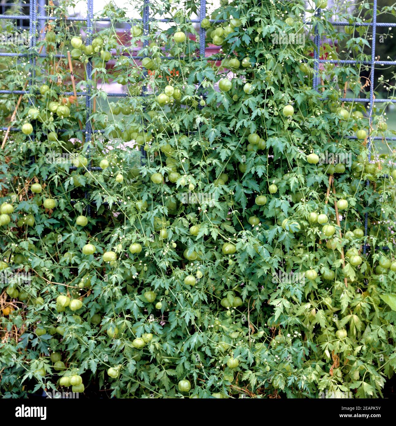 Ballonwein, Cardiospermum halicacabum Stock Photo