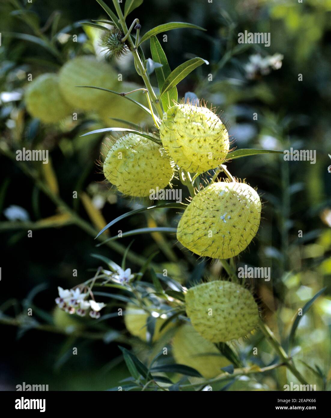 Ballonfrucht Stock Photo