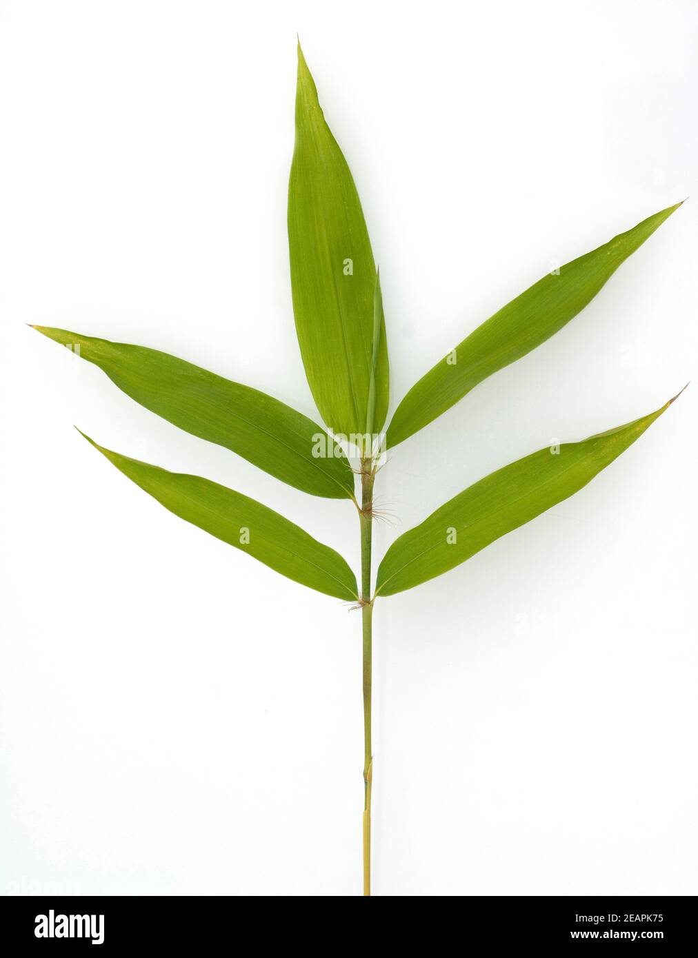 Bambusblatt, Gartenbambus Stock Photo